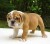 Schattige Engels Bulldog Pups Voor Adoptie - Foto1