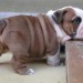 Schattige Engels Bulldog Pups Voor Adoptie