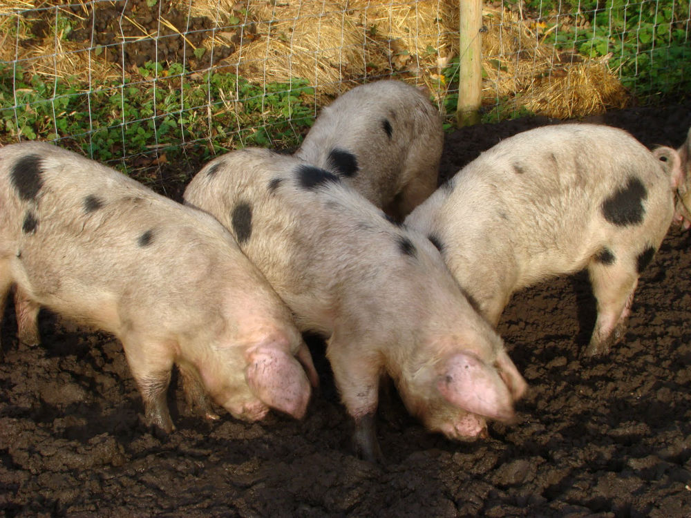 varkens