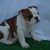 Leuk en schattig vrouwelijke Engels Bulldog puppies - Foto1