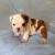 Schattige Engels Bulldog Pups Voor Adoptie - Foto2