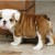 Schattige Engels Bulldog Pups Voor Adoptie - Foto1