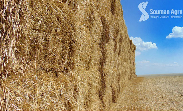 stro souman agro logo