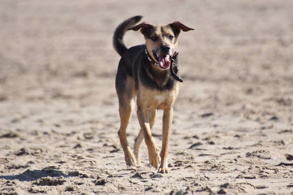 jack, strandfoto prachtig