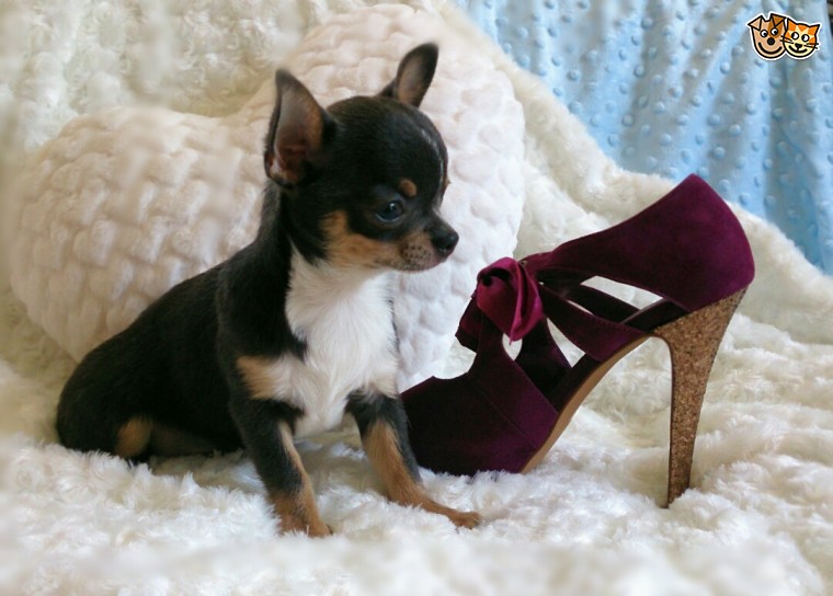 chihuahua44