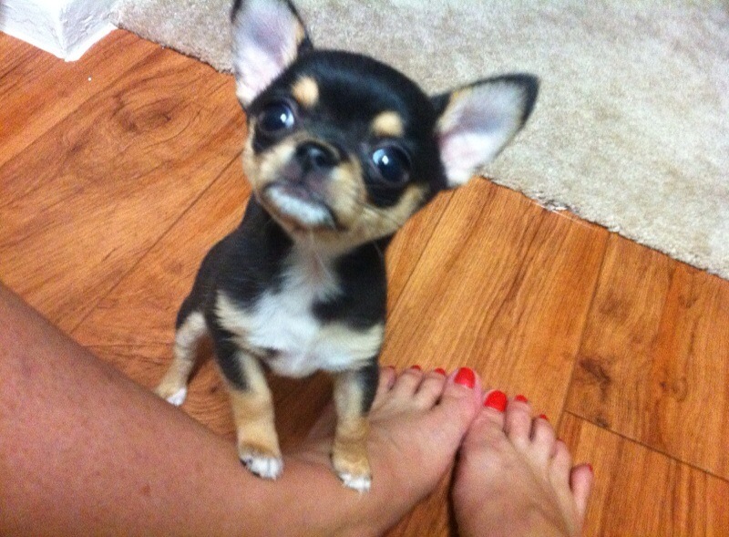 chi male5