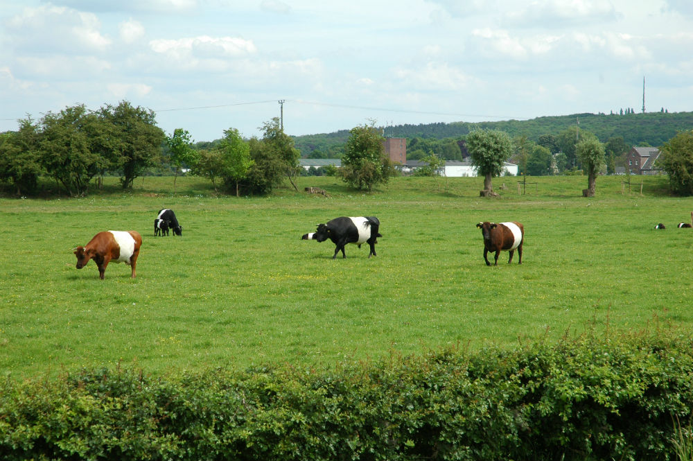 DSC_7414