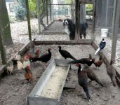 dieren-vogels 093 - kopie