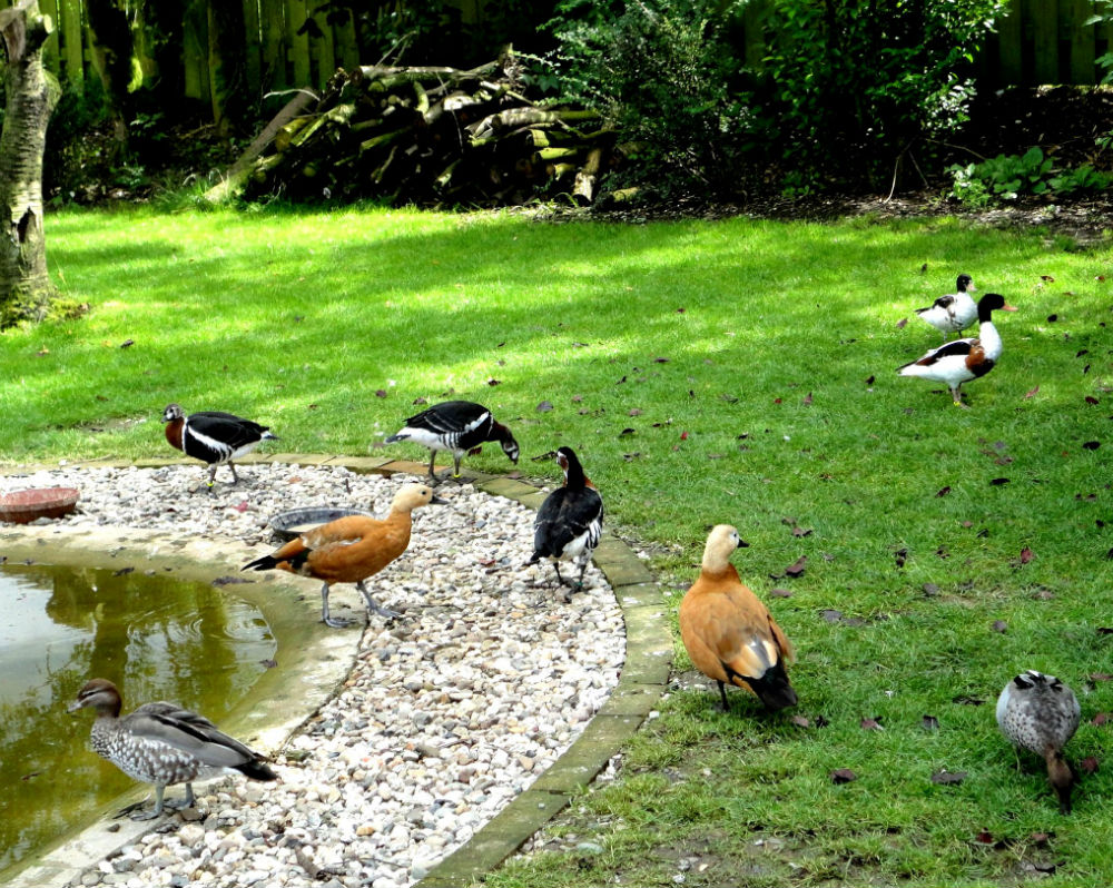 dieren-vogels 019 - kopie - kopie