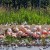 Flamingo`s Zwilbrocks veen 19-3-2017
