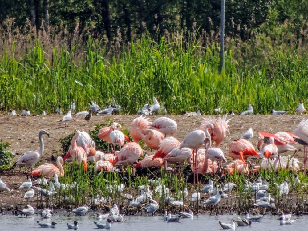 Flamingo`s Zwilbrocks veen 19-3-2017