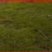 tuin1
