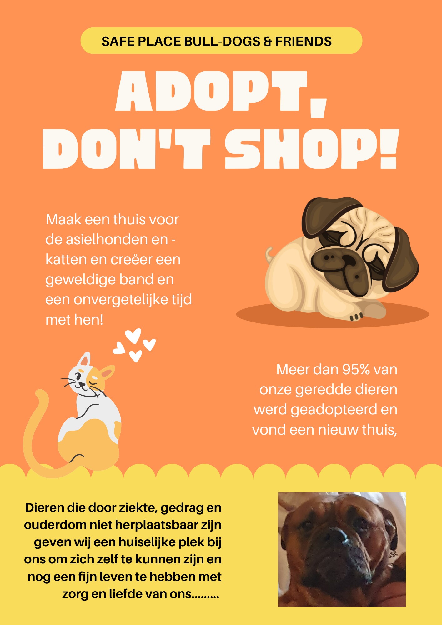 info Safe place bull-dogs & Friends