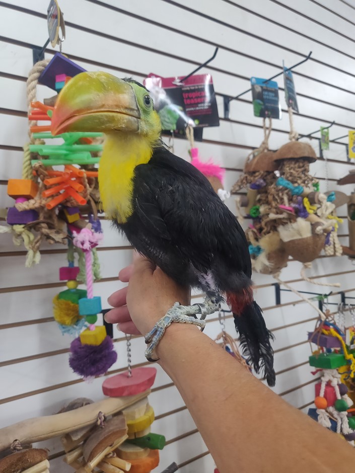 Keel Billed Toucan babies- Tame and handfed 2025